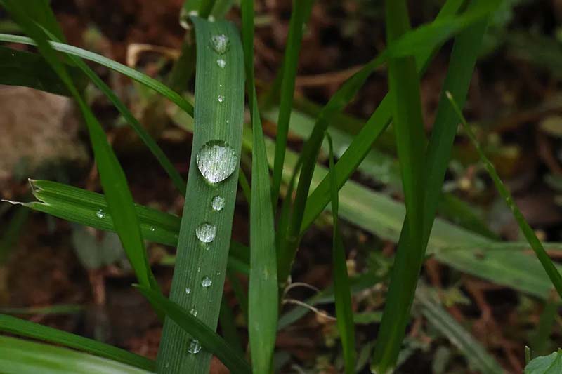 谷雨，巧食三笋养三腑 | 武汉顾连康复医院中医节气，“养”出健康