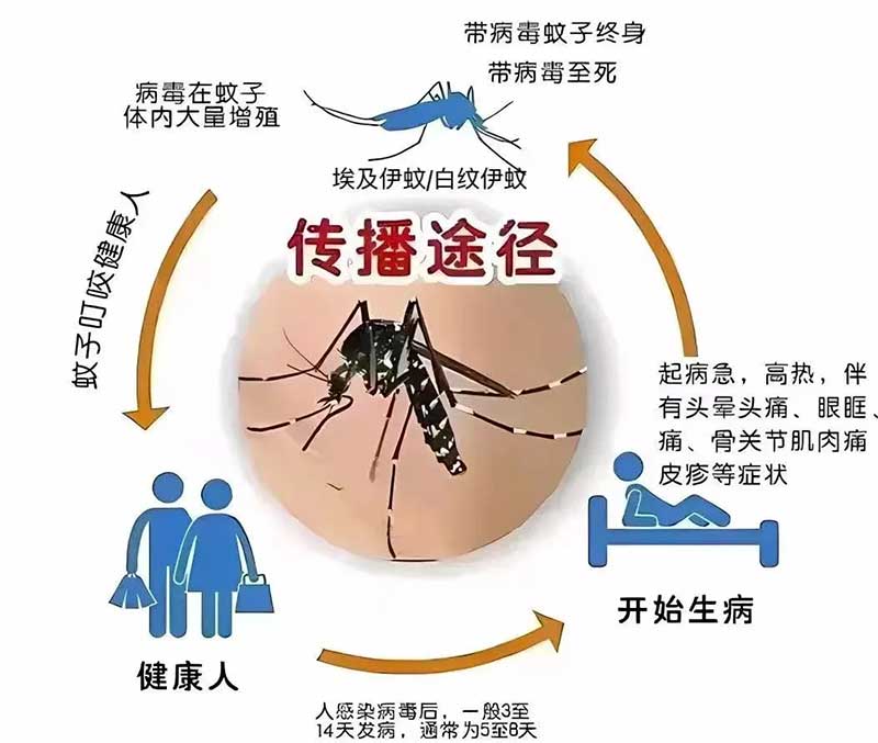 武汉顾连康复医院科普：长假来临，小心登革热！